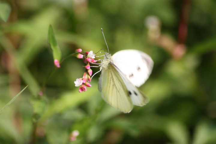 alcune farfalle da confermare ID